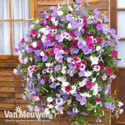 Petunia Surfinia® Collection -Double Tree Store vsurf3