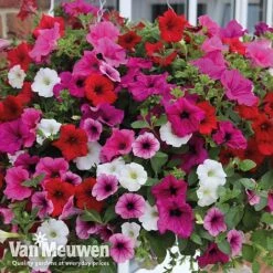 Petunia Surfinia® Collection -Double Tree Store vsurf5