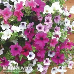 Petunia Surfinia® Collection -Double Tree Store vsurf6