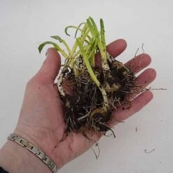 English Bluebells -Double Tree Store z BLUE P7146 C h