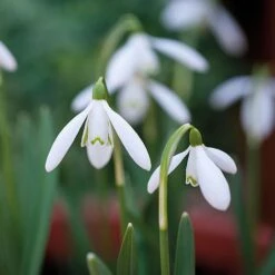 Snowdrops In The Green -Double Tree Store z GALA NIVALIS T00739