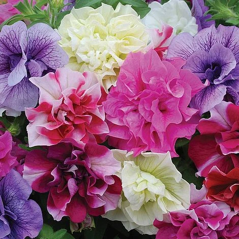 Petunia 'Frills & Spills™ Mixed' 4 Petunia 'Frills & Spills™ Mixed' - Image 2
