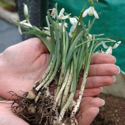 Snowdrops In The Green -Double Tree Store z SNOW P88372 B h