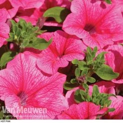 Petunia 'Surfinia' Pre-Planted Basket -Double Tree Store z pet2