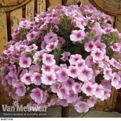 Petunia 'Surfinia' Pre-Planted Basket -Double Tree Store z pet3