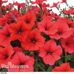 Petunia 'Surfinia' Pre-Planted Basket -Double Tree Store z pet4