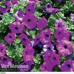 Petunia 'Surfinia' Pre-Planted Basket -Double Tree Store z pet5