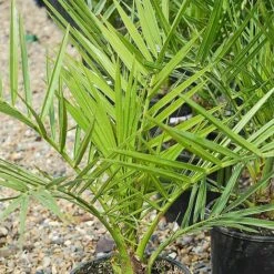 Phoenix Palm -Double Tree Store z phoenix palm2