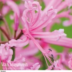 Nerine Bowdenii Collection -Double Tree Store z pink