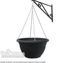 Viola (Ice Babies) 'Teardrops Mixed' (Pre-planted Hanging Basket) -Double Tree Store z vm pre plantedbasket