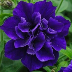 Petunia 'Frills & Spills™ Mixed' 19 Petunia 'Frills & Spills™ Mixed' -Double Tree Store z z PETU P95739 A h