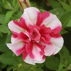 Petunia 'Frills & Spills™ Mixed' 16 Petunia 'Frills & Spills™ Mixed' -Double Tree Store z z PETU T16418 A h
