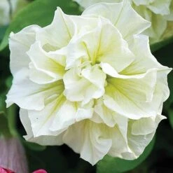 Petunia 'Frills & Spills™ Mixed' 18 Petunia 'Frills & Spills™ Mixed' -Double Tree Store z z PETU T16421 A h