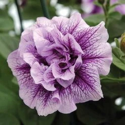 Petunia 'Frills & Spills™ Mixed' 17 Petunia 'Frills & Spills™ Mixed' -Double Tree Store z z PETU T16422 A h