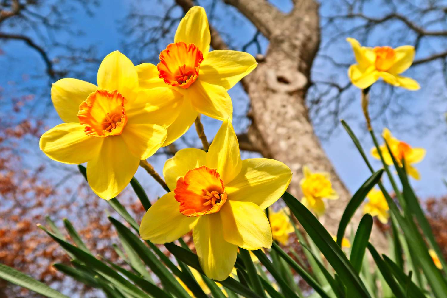 Double Tree Store -Double Tree Store most popular flowering bulbs daffodil getty 0723 ac599f2687364637ae5332a0268a942e