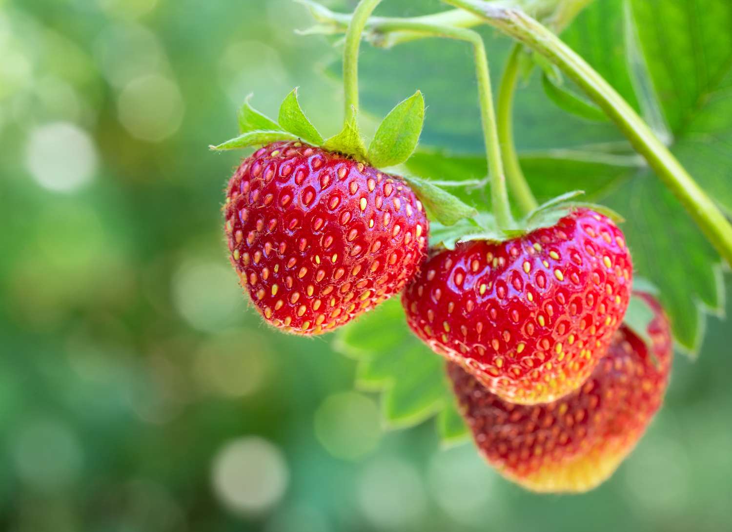 Double Tree Store -Double Tree Store ms strawberries on vine getty 509a03e992a9486288bb2e51113347d9